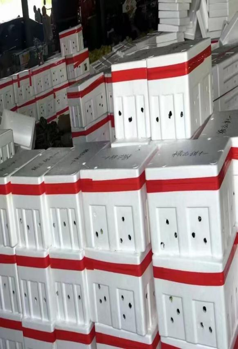 博洋9号河北甜瓜沧州甜瓜品种齐全品质好供电商市场