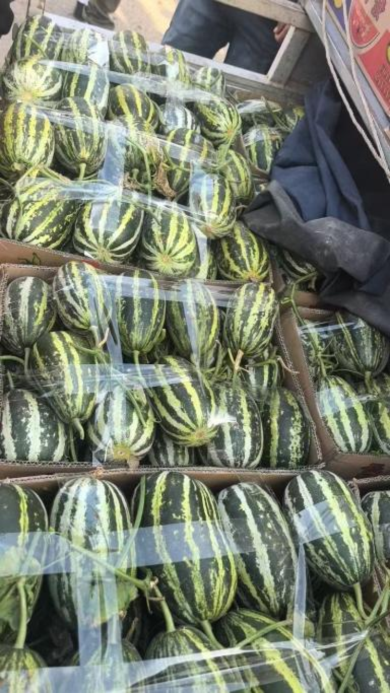 博洋9号河北甜瓜沧州甜瓜品种齐全品质好供电商市场