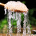 拉丝雪燕5A大颗粒全爆米花雪燕植物燕窝***更放心批发代