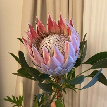 白粉帝王花袋苗可用于园林绿化观景全国各地可发货