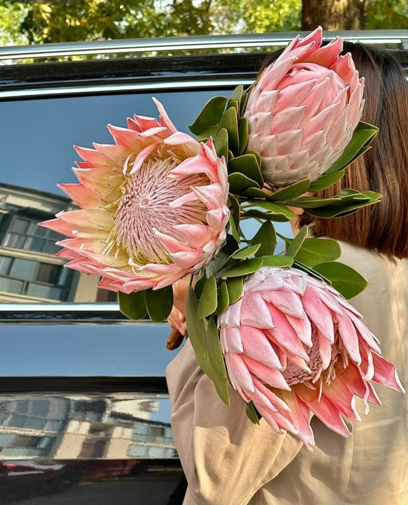 白粉帝王花袋苗可用于园林绿化观景全国各地可发货