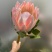 白粉帝王花袋苗可用于园林绿化观景全国各地可发货