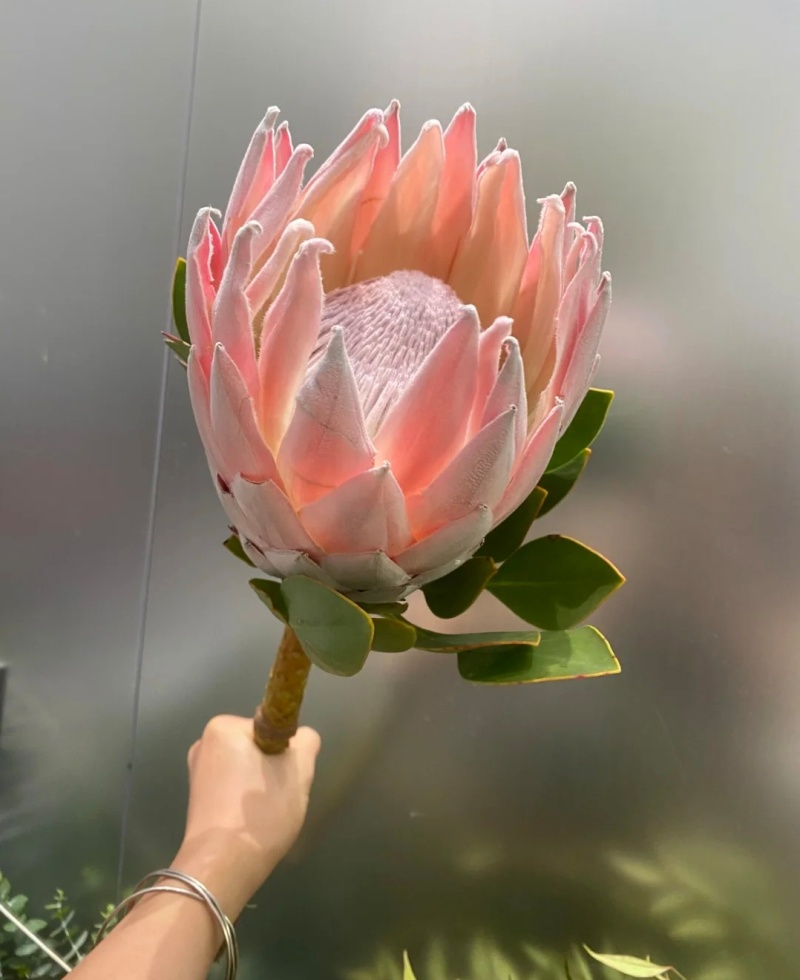 白粉帝王花袋苗可用于园林绿化观景全国各地可发货
