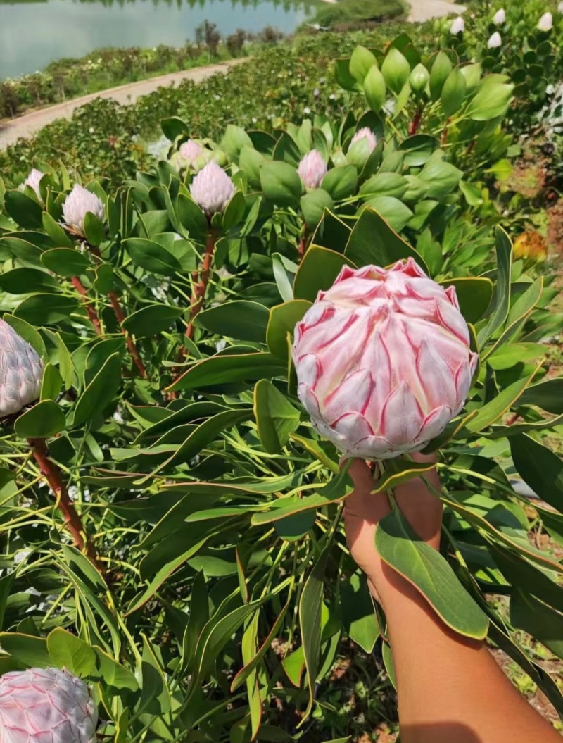 白粉帝王花袋苗可用于园林绿化观景全国各地可发货
