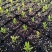 白粉帝王花袋苗可用于园林绿化观景全国各地可发货