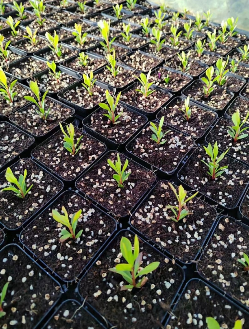 白粉帝王花袋苗可用于园林绿化观景全国各地可发货