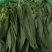 云南精品油麦菜