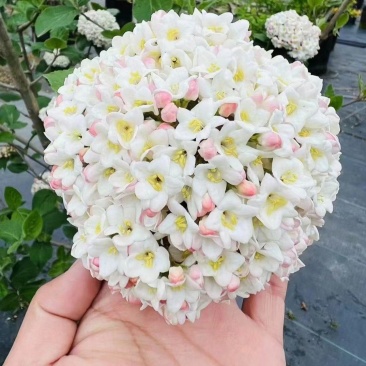 红蕾雪球袋苗可用于园林工程绿化全国各地可发货