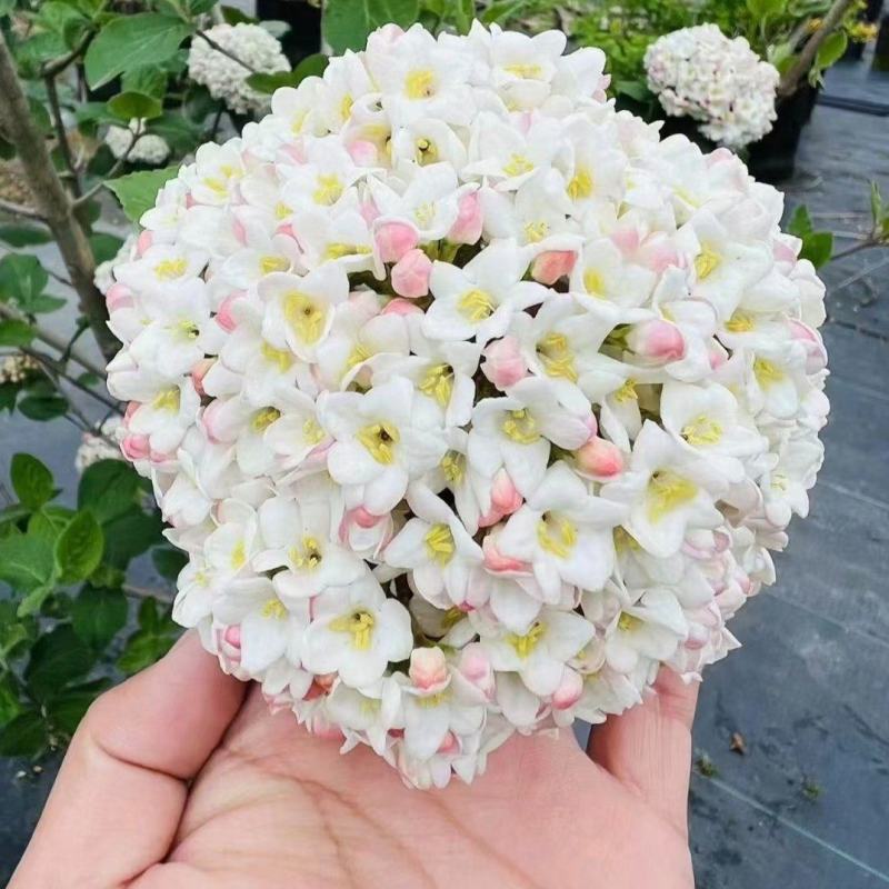 红蕾雪球袋苗可用于园林工程绿化全国各地可发货