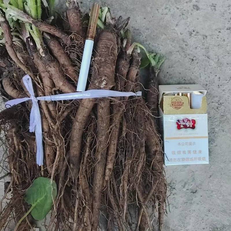 大量出售云木香苗