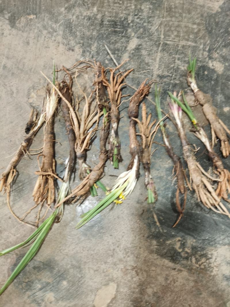 仙茅新鲜包邮，