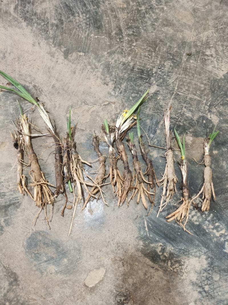 仙茅新鲜包邮，