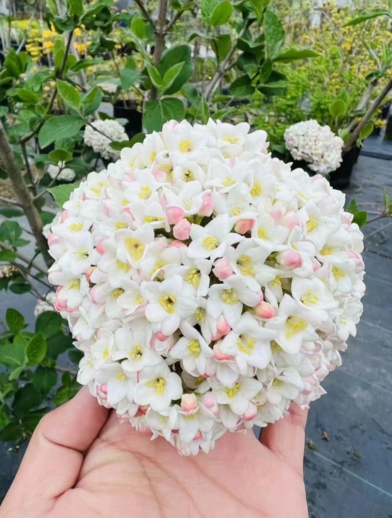 红蕾雪球袋苗可用于园林工程绿化全国各地可发货