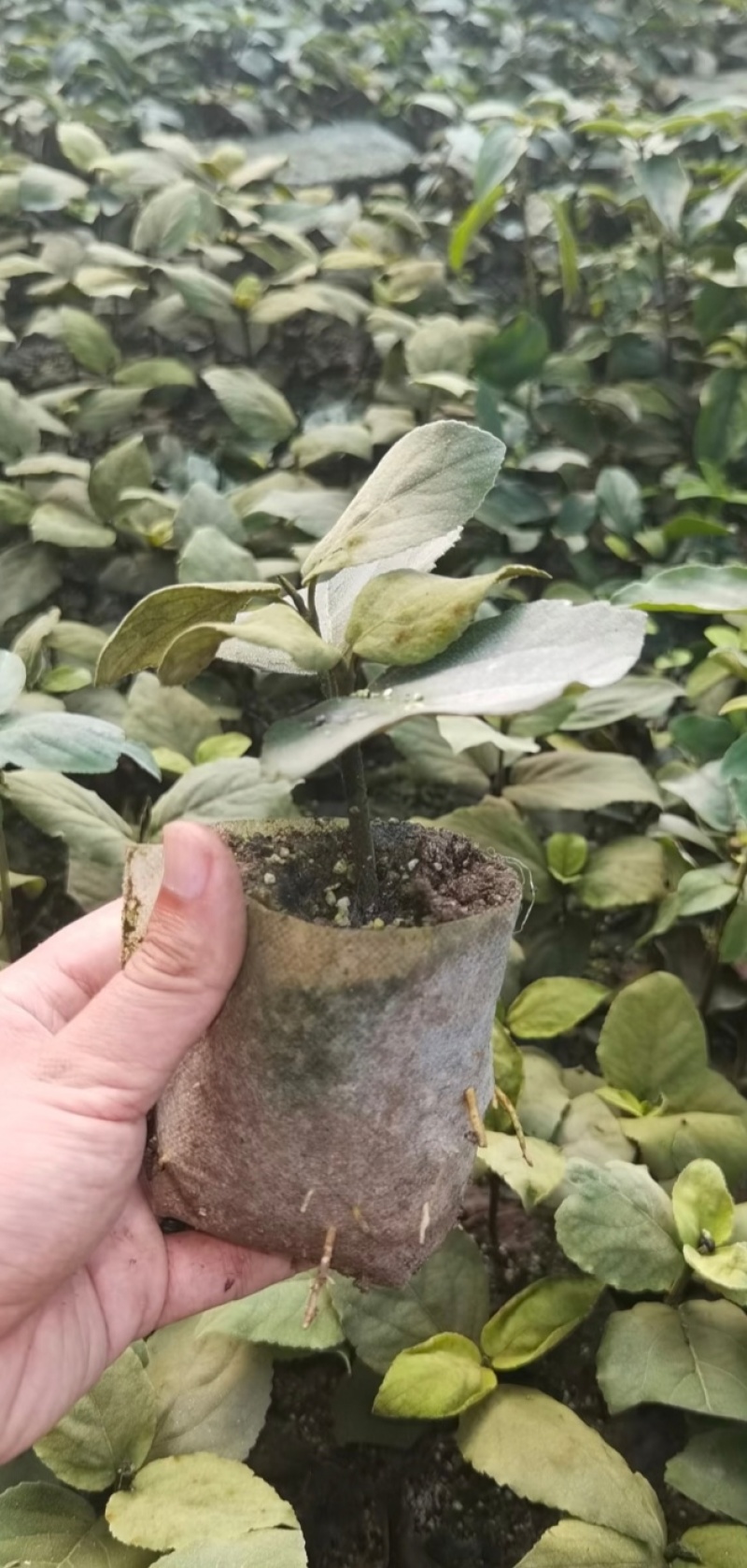 红蕾雪球袋苗可用于园林工程绿化全国各地可发货