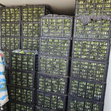 精品意大利生菜。质量好，价格低！