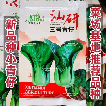 汕研三号青仔种子小油菜上海青种子宁夏小青仔青梗菜种子