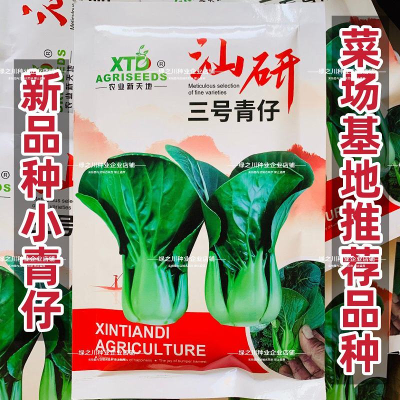 汕研三号青仔种子小油菜上海青种子宁夏小青仔青梗菜种子