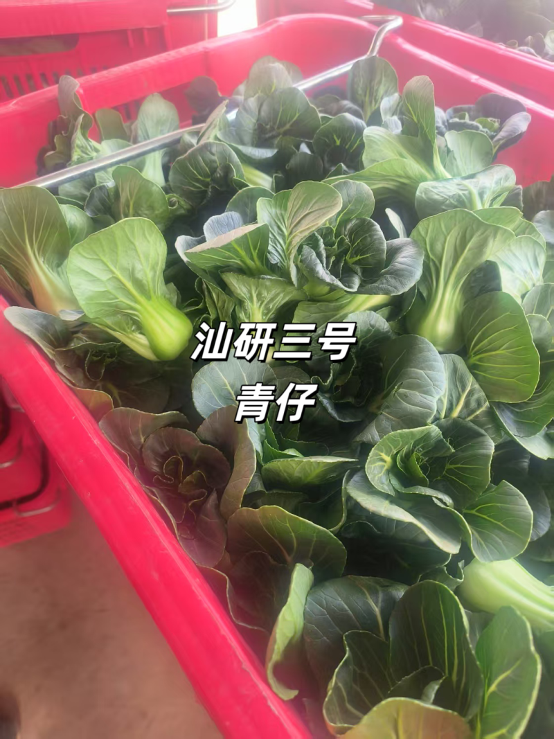 汕研三号青仔种子小油菜上海青种子宁夏小青仔青梗菜种子