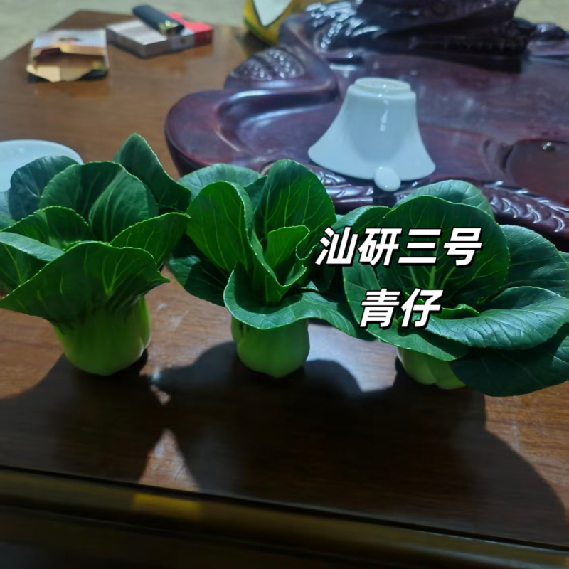 汕研三号青仔种子小油菜上海青种子宁夏小青仔青梗菜种子