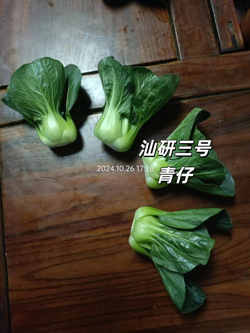 汕研三号青仔种子小油菜上海青种子宁夏小青仔青梗菜种子