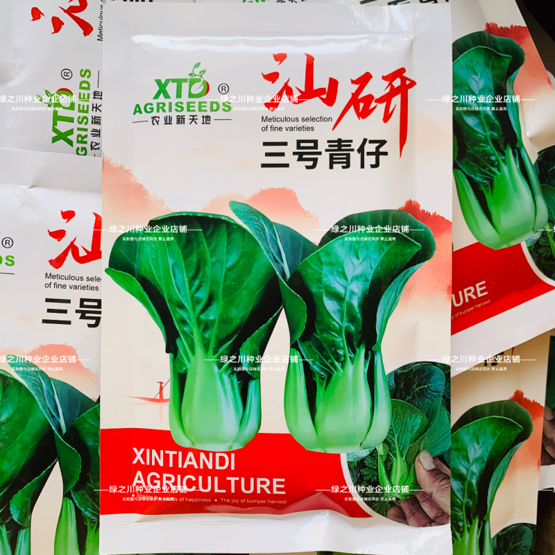 汕研三号青仔种子小油菜上海青种子宁夏小青仔青梗菜种子
