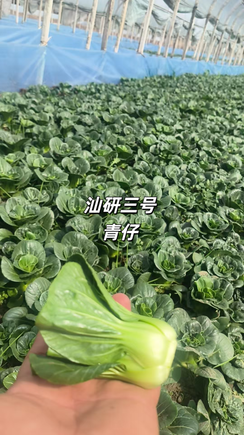 汕研三号青仔种子小油菜上海青种子宁夏小青仔青梗菜种子