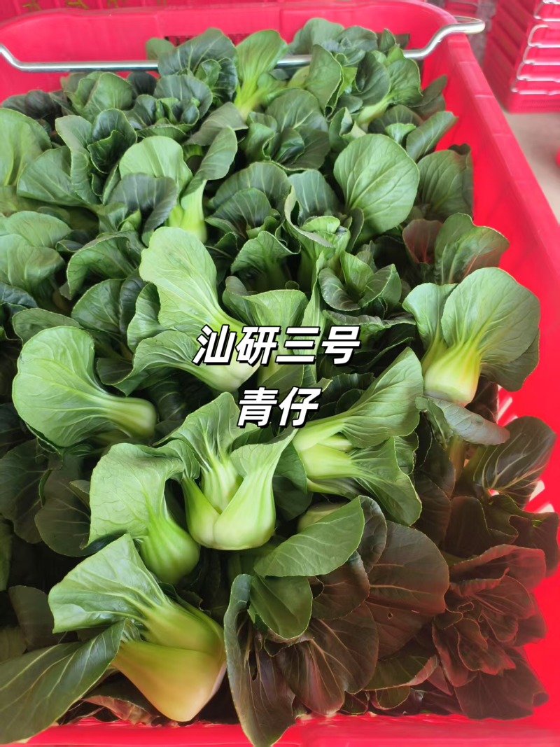 汕研三号青仔种子小油菜上海青种子宁夏小青仔青梗菜种子