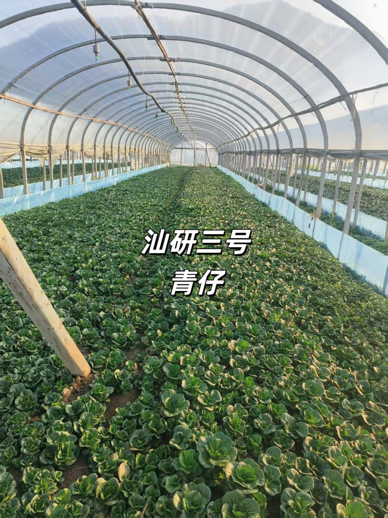 汕研三号青仔种子小油菜上海青种子宁夏小青仔青梗菜种子