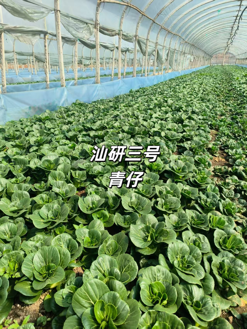 汕研三号青仔种子小油菜上海青种子宁夏小青仔青梗菜种子