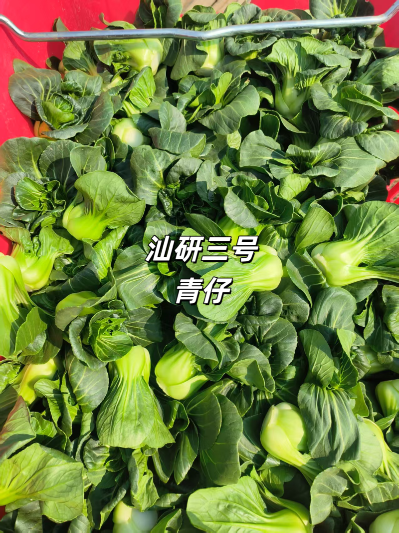 汕研三号青仔种子小油菜上海青种子宁夏小青仔青梗菜种子