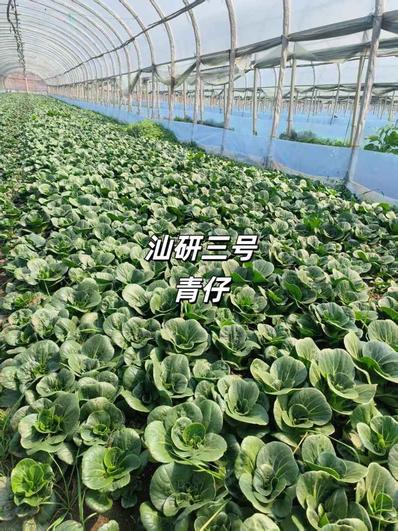 汕研三号青仔种子小油菜上海青种子宁夏小青仔青梗菜种子