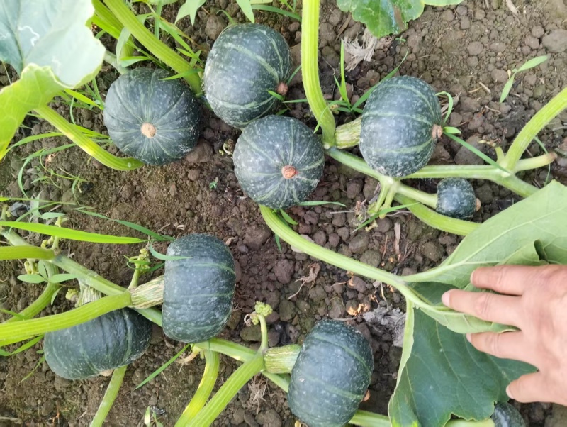 （精选贝贝南瓜）云南贝贝南瓜/精品贝贝/粉糯香甜欢迎