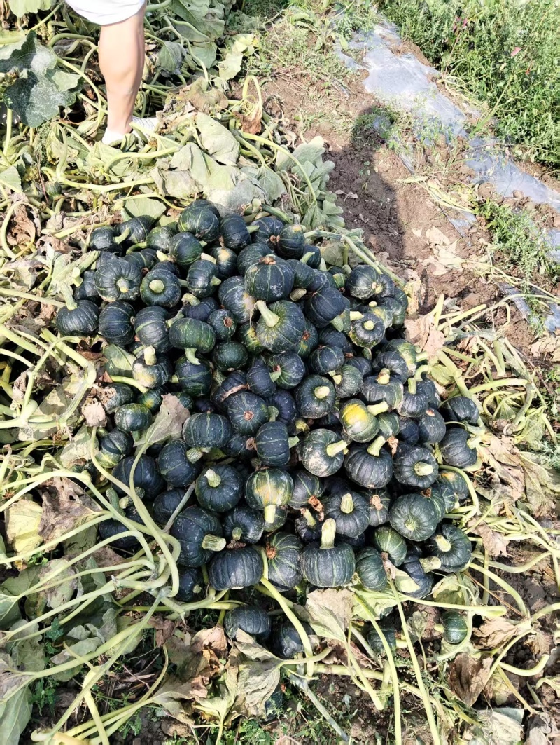 （精选贝贝南瓜）云南贝贝南瓜/精品贝贝/粉糯香甜欢迎