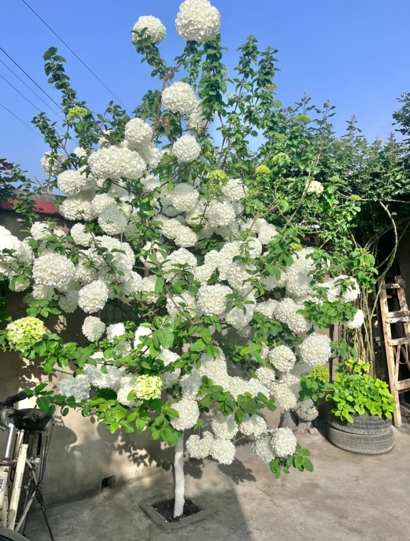 中华木绣球袋苗可用于园林工程绿化全国各地可发货