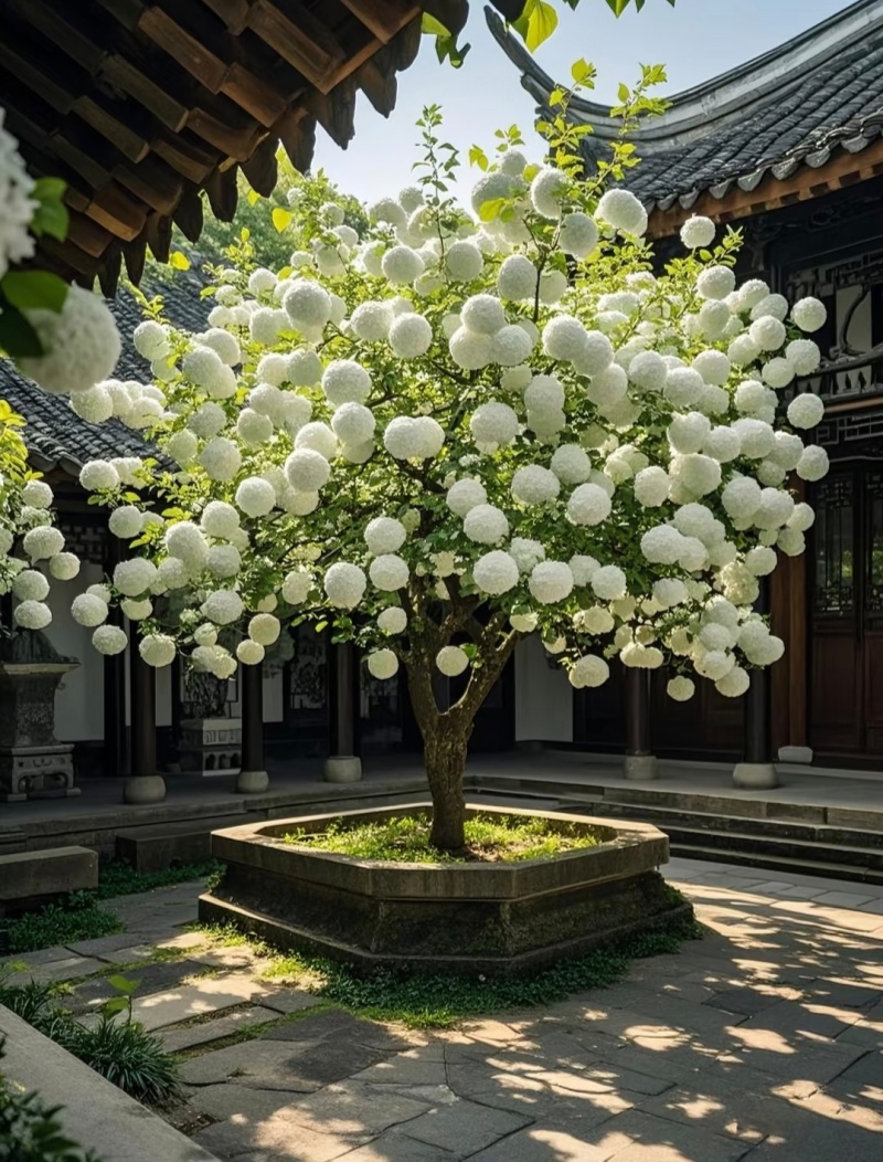 中华木绣球袋苗可用于园林工程绿化全国各地可发货