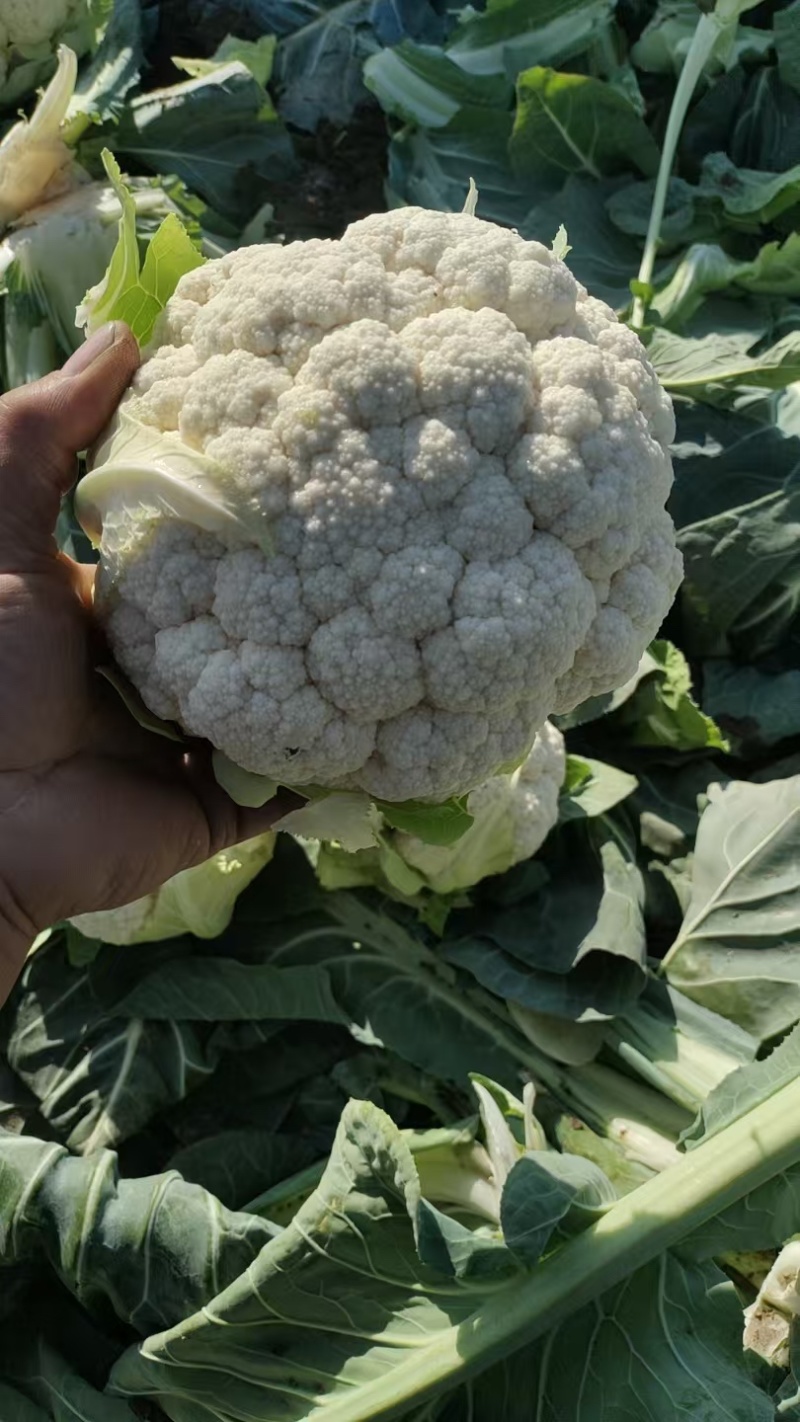 【实力店铺】花菜花椰菜白花花菜青梗白面花菜