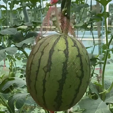 吊蓝西瓜大量供应，938.金乐丰，小糖丸品种多价格合适！