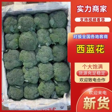 河南焦作西兰花大量,米粒小,球型蘑菇,欢迎全国客商