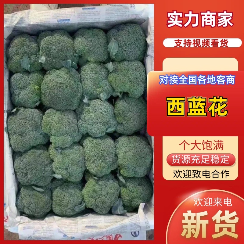 河南焦作西兰花大量，米粒小，球型蘑菇，欢迎全国客商