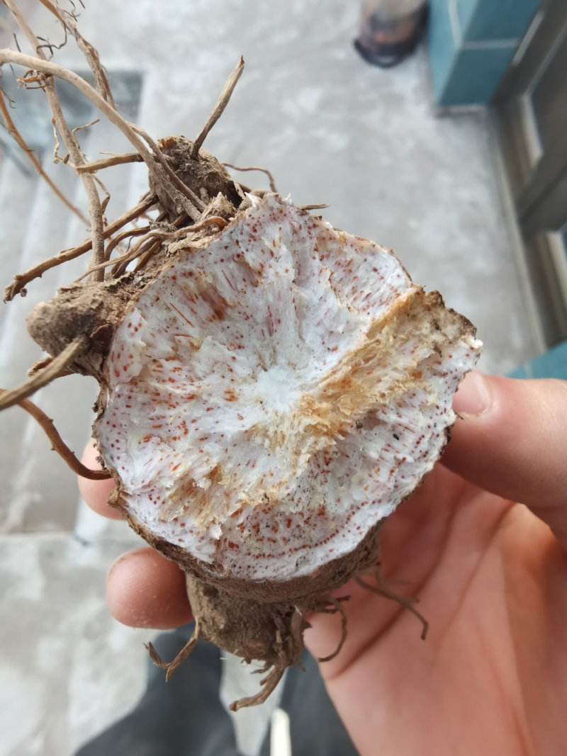 纯丹东本地条形朱砂点北苍术种子