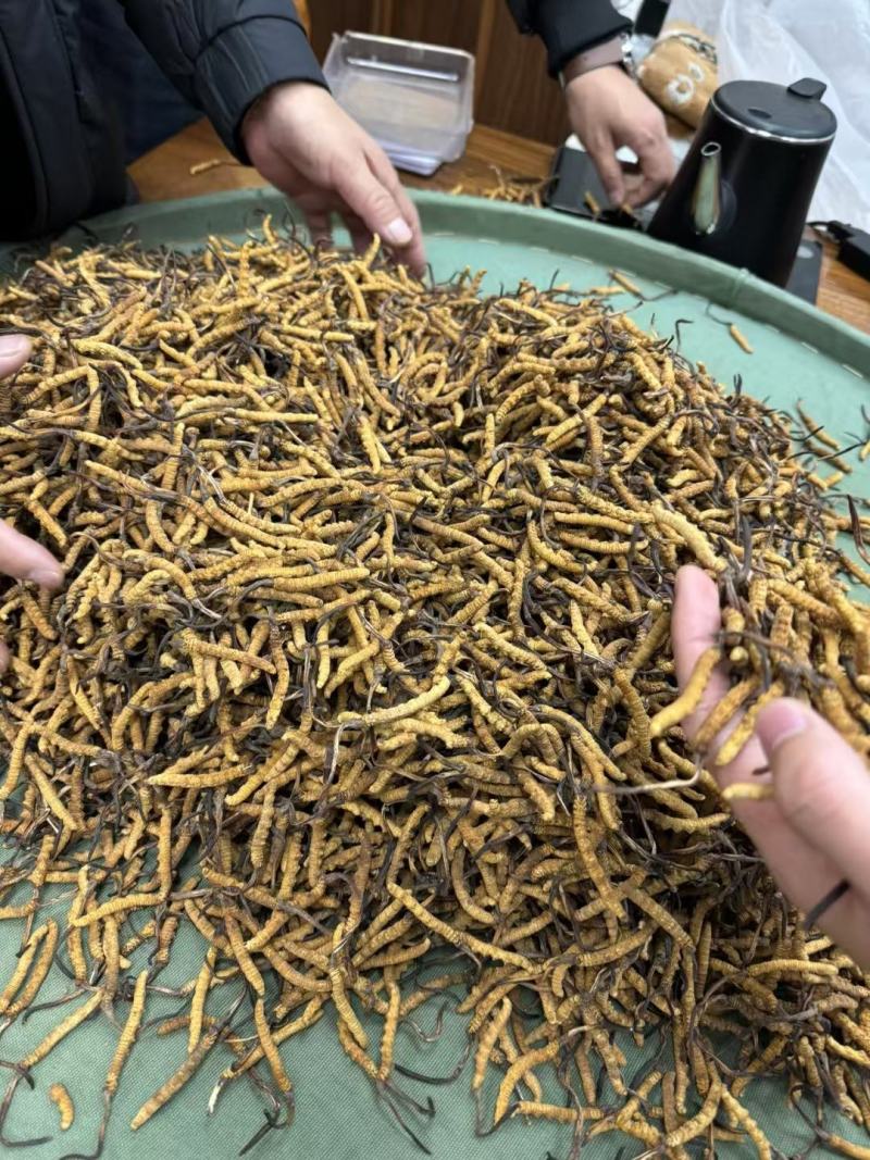 自产自销***虫草全网低价供应品质**