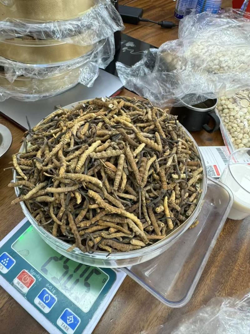 自产自销***虫草全网低价供应品质**