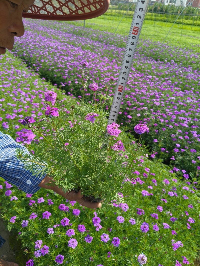 紫色细叶美女樱小杯基地有量，欢迎来一亩田订购。