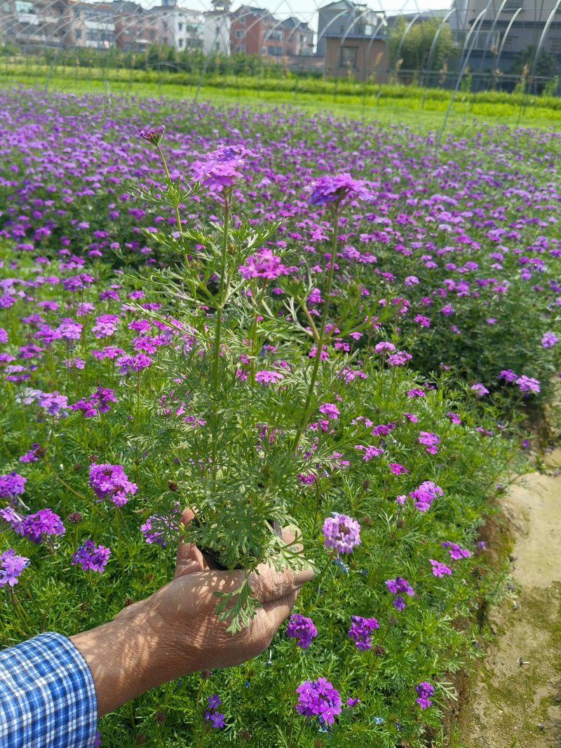 紫色细叶美女樱小杯基地有量，欢迎来一亩田订购。