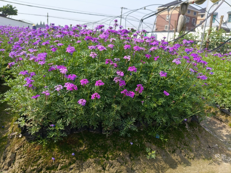 紫色细叶美女樱小杯基地有量，欢迎来一亩田订购。