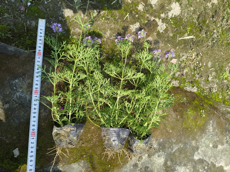 紫色细叶美女樱小杯基地有量，欢迎来一亩田订购。