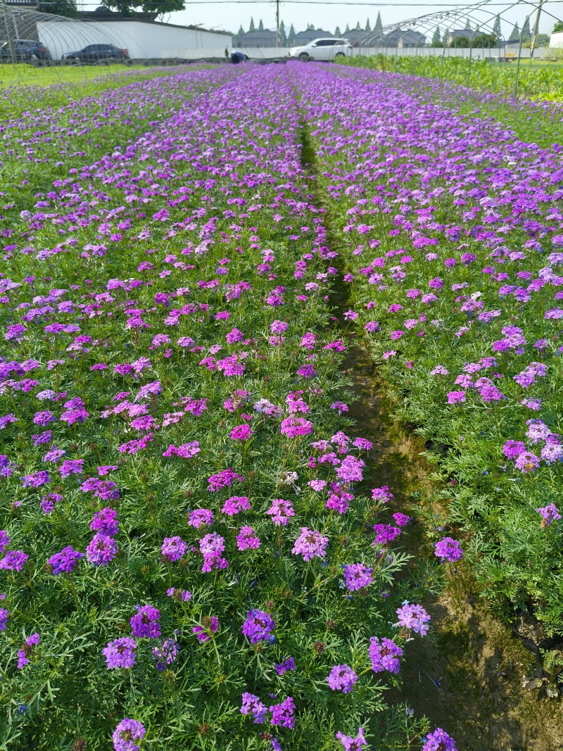 紫色细叶美女樱小杯基地有量，欢迎来一亩田订购。