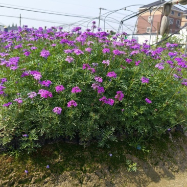 紫色细叶美女樱小杯基地有量，欢迎来一亩田订购。