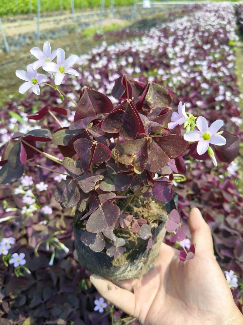 紫色酢浆草大杯、小杯基地有量，欢迎来一亩田订购