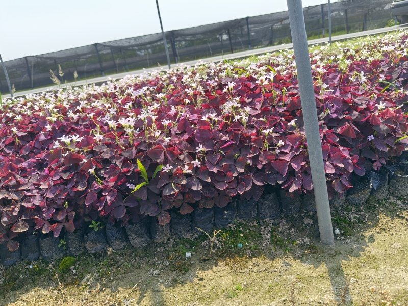 紫色酢浆草大杯、小杯基地有量，欢迎来一亩田订购